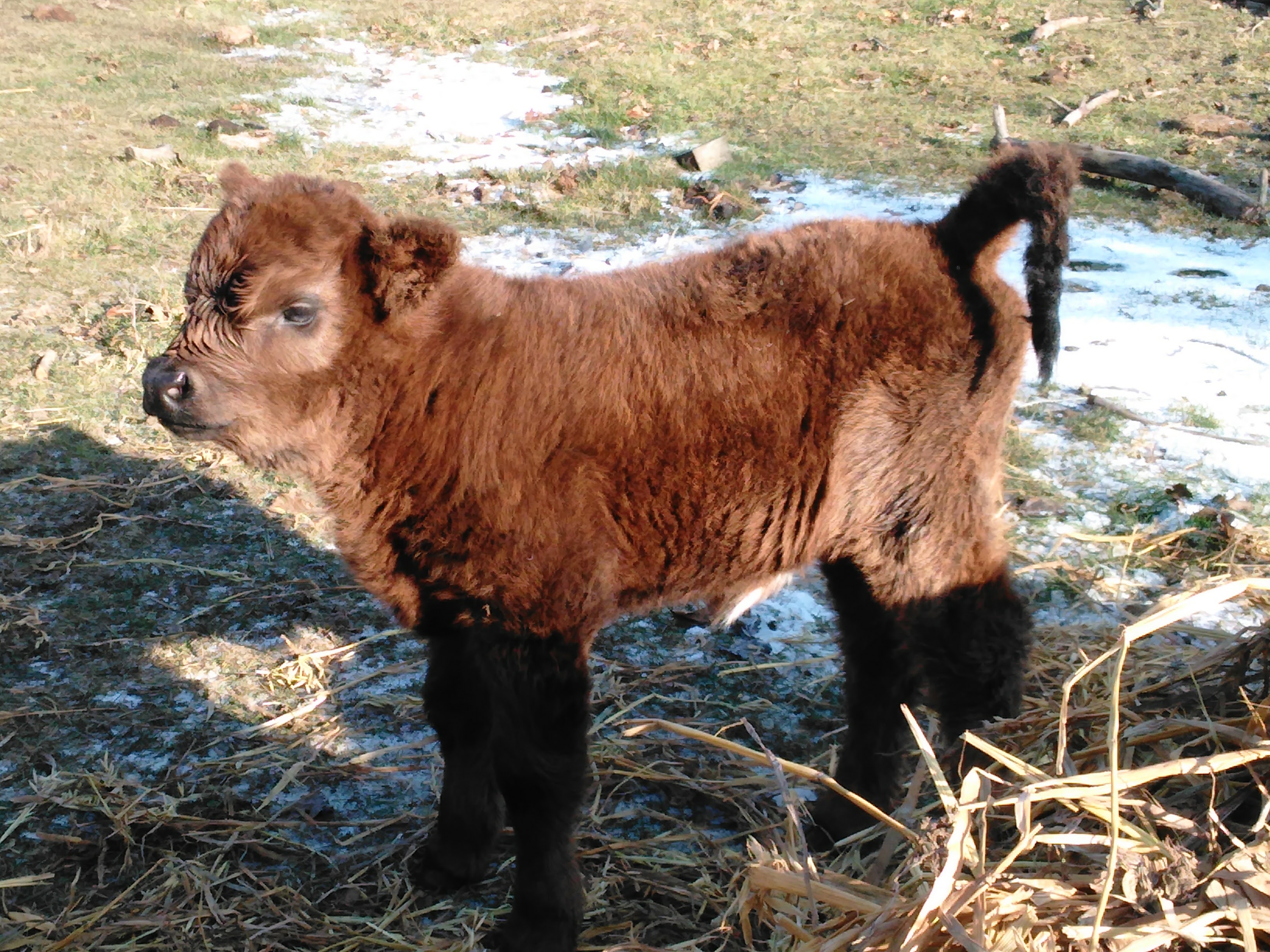 highland cows in florida